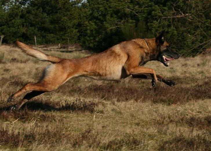 Malinois Arick du Domaine St. Loup billede 10