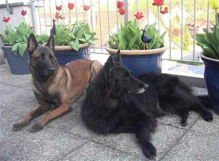 Groenendael Black Shadow billede 2