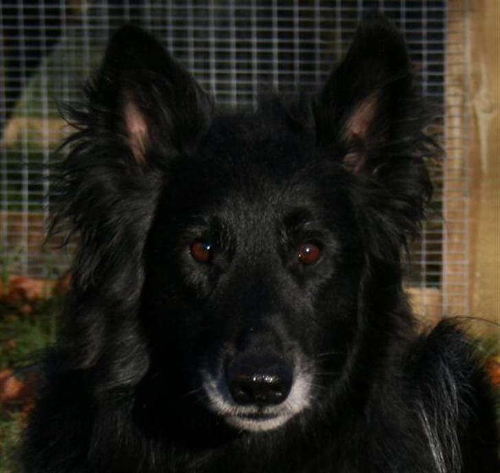 Groenendael Black Shadow billede 3