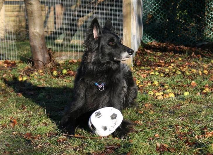 Groenendael Black Shadow billede 4