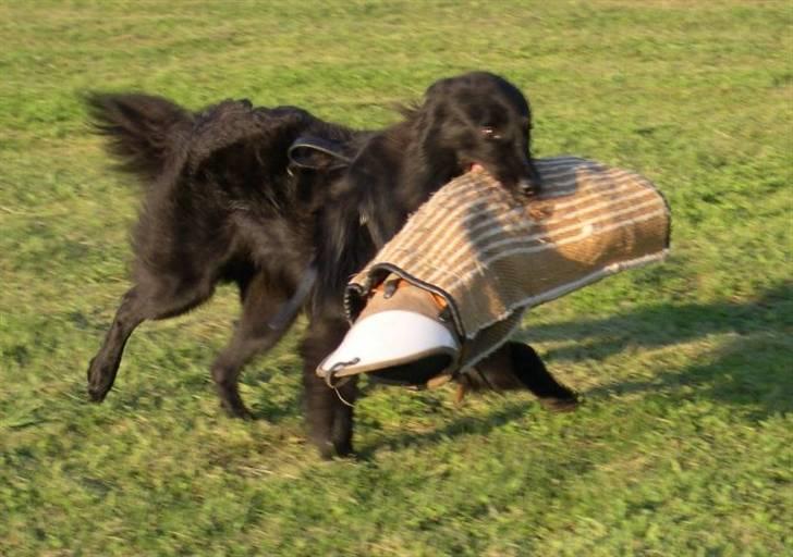 Groenendael Black Shadow billede 5