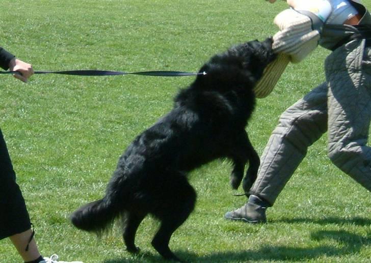 Groenendael Black Shadow billede 6