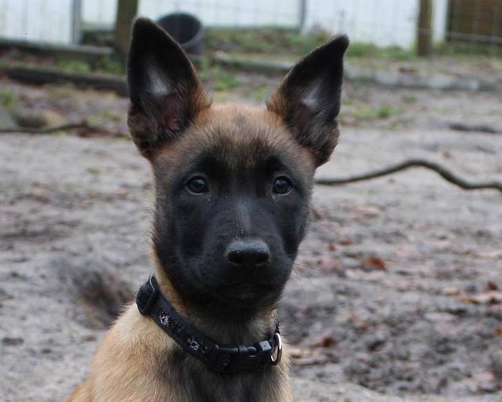 Malinois Amyra vom gelben Diamant billede 1