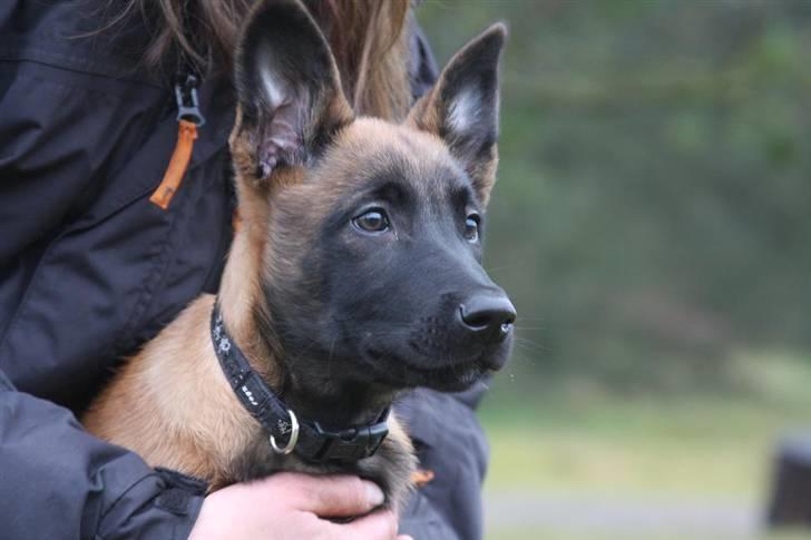 Malinois Amyra vom gelben Diamant billede 2