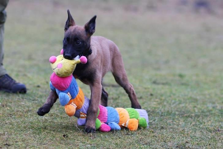 Malinois Amyra vom gelben Diamant billede 3