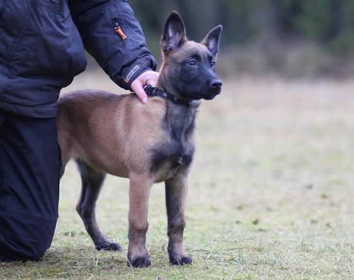 Malinois Amyra vom gelben Diamant billede 4