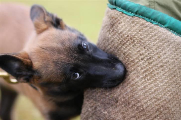 Malinois Amyra vom gelben Diamant billede 5