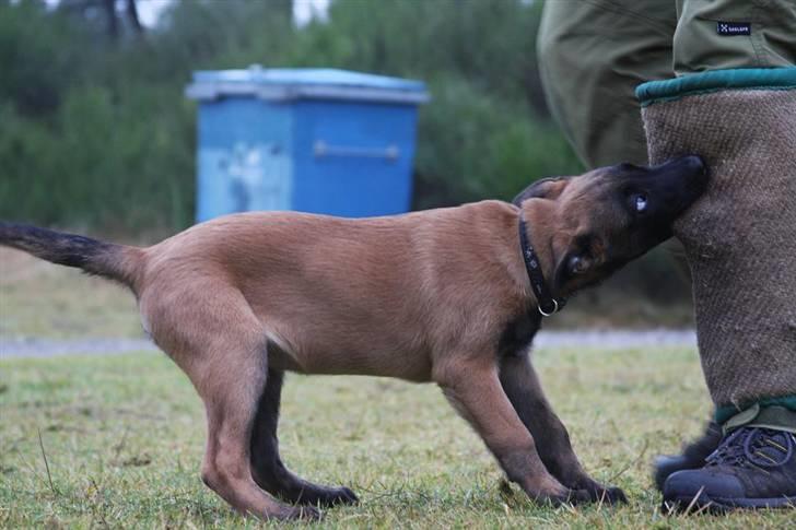Malinois Amyra vom gelben Diamant billede 6