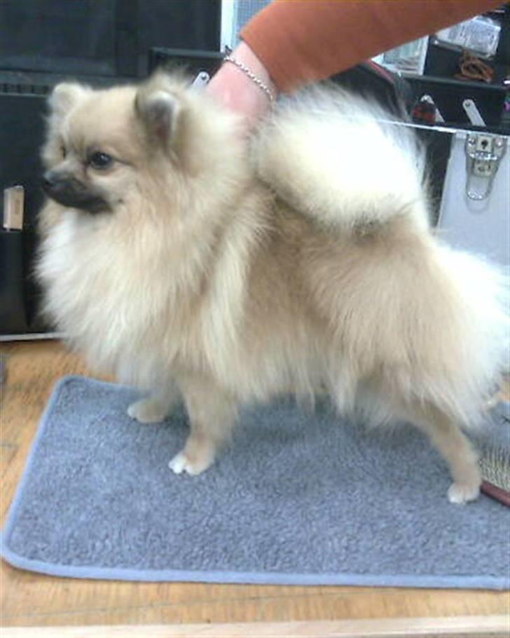 Pomeranian Lindgreen's Fiona - Fiona <3 billede 1
