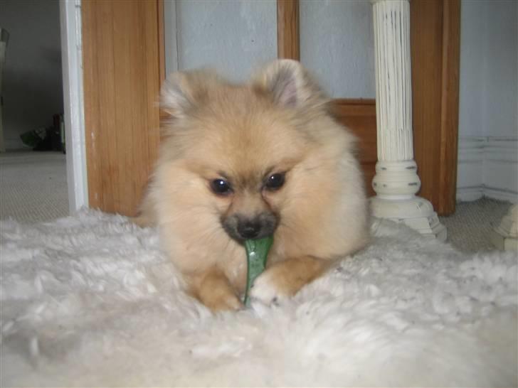 Pomeranian Lindgreen's Fiona - mmmmh, hvor lækkert :D billede 2