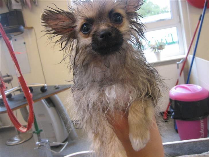 Pomeranian Lindgreen's Fiona - I bad - igen ! .. <3 billede 3