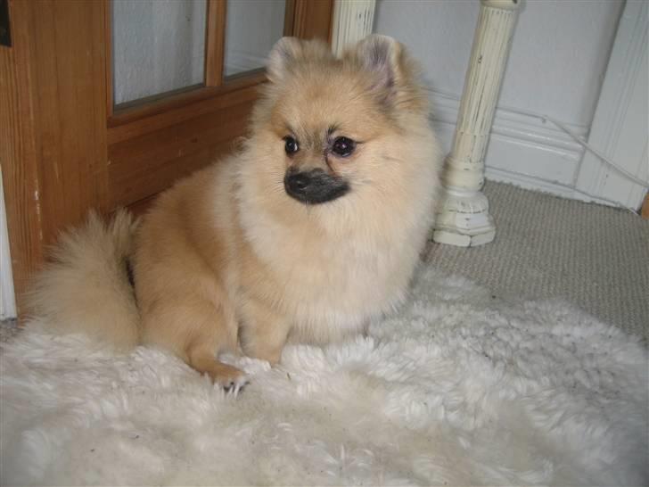 Pomeranian Lindgreen's Fiona - top model 2009 ;) billede 4