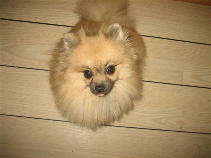 Pomeranian Lindgreen's Fiona - HVAD? billede 5
