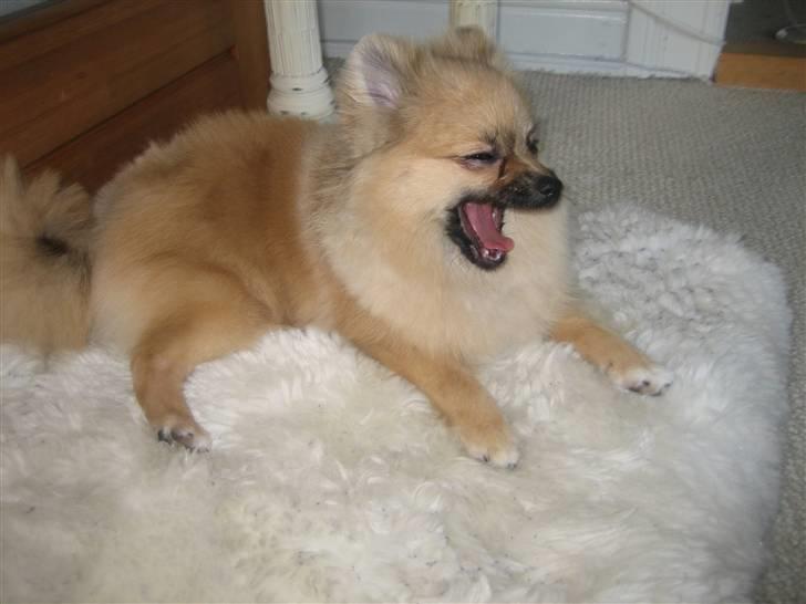 Pomeranian Lindgreen's Fiona - GAAAB, hvor er jeg træt ..  billede 6