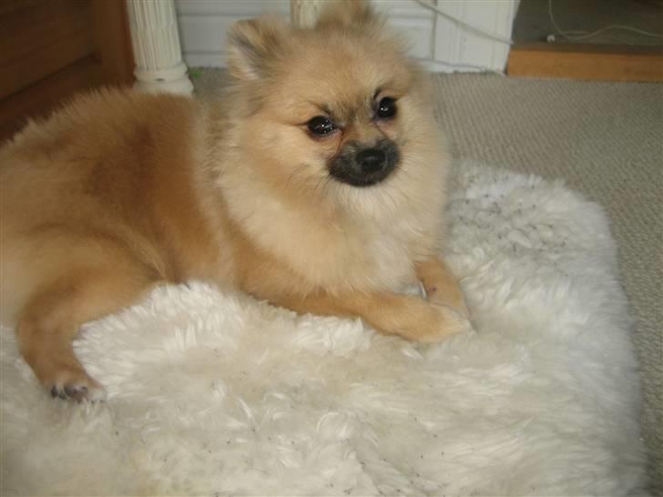 Pomeranian Lindgreen's Fiona - Hey ! billede 7
