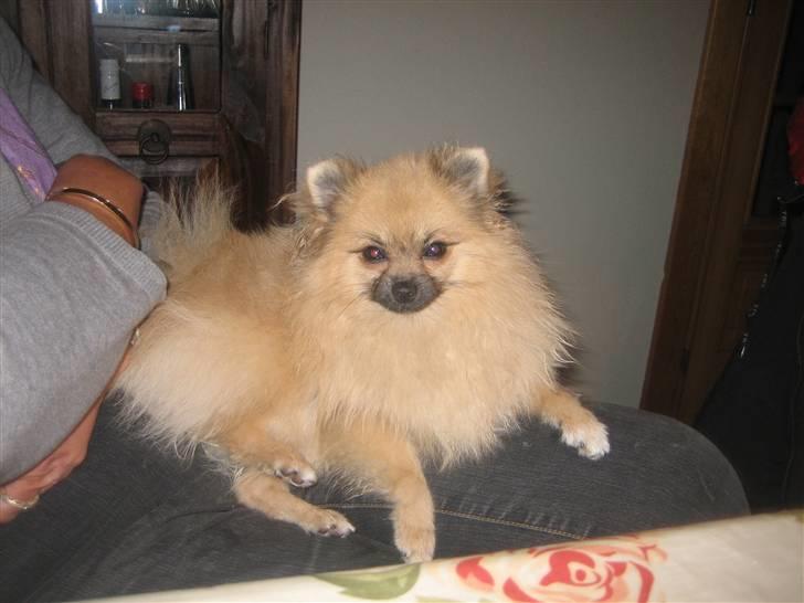 Pomeranian Lindgreen's Fiona - Tsk tsk, hvor er jeg søvnig .. billede 8