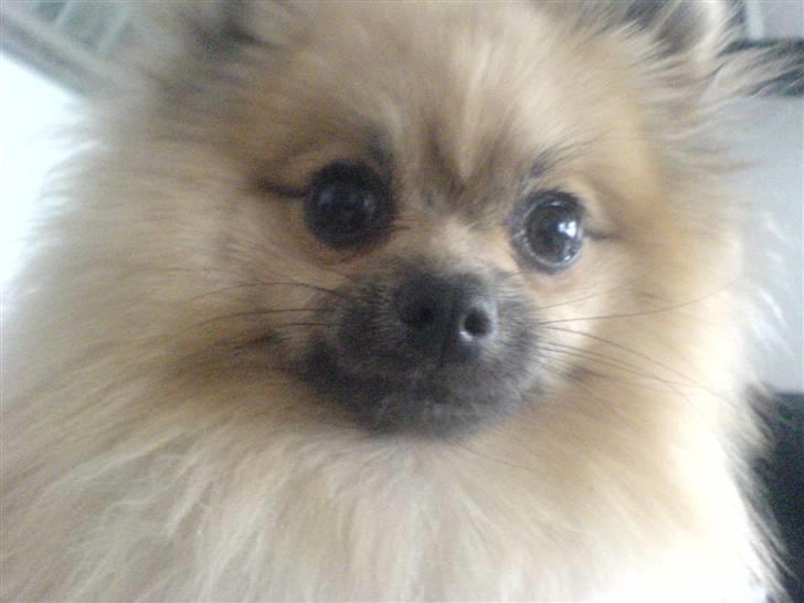 Pomeranian Lindgreen's Fiona - zzz. billede 9