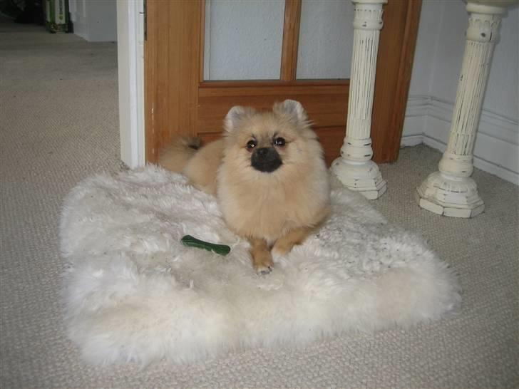 Pomeranian Lindgreen's Fiona - hm, vil du noget, hva? billede 10