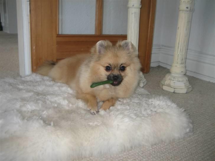 Pomeranian Lindgreen's Fiona - Ellers hyggeligt med sådan et ben ;) billede 11