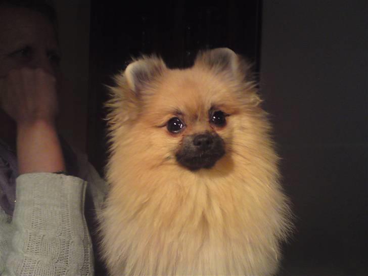 Pomeranian Lindgreen's Fiona - I´m the beauty . billede 12