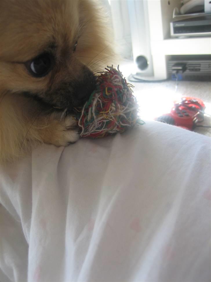 Pomeranian Lindgreen's Fiona - man skulle tro jeg var en løve hva ? ;) billede 14