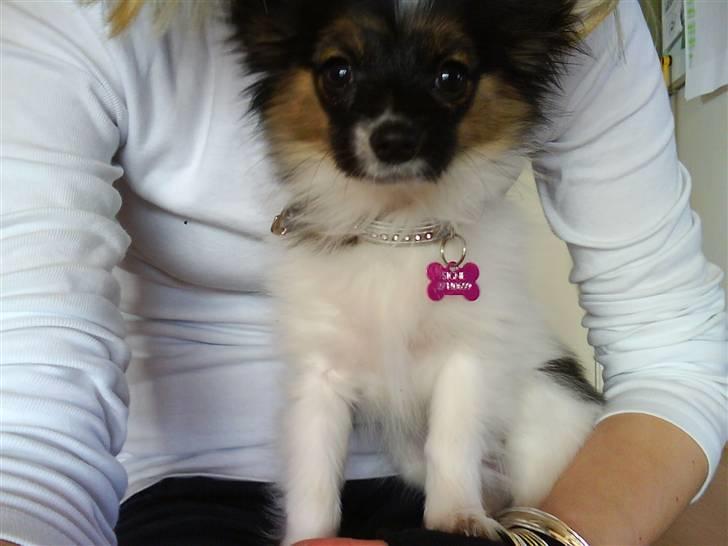 Papillon Good Gracious / Signe<'3 - Signe sidder ved mig .. :D billede 15