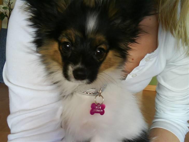 Papillon Good Gracious / Signe<'3 - Signe sidder ved mig =D billede 16