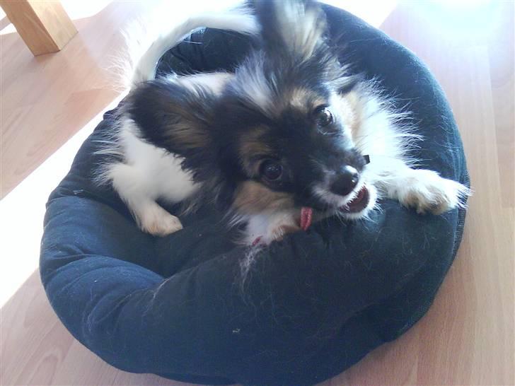 Papillon Good Gracious / Signe<'3 - Signe leger med sit gamle lyserøde halsbånd.. billede 17