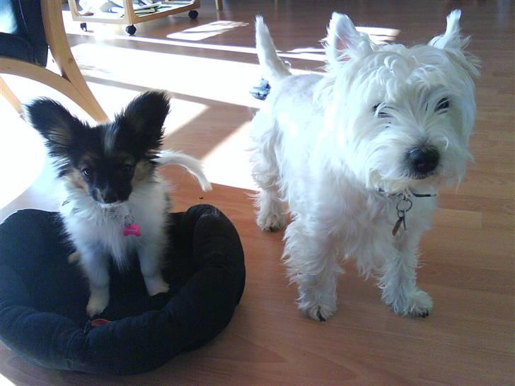 Papillon Good Gracious / Signe<'3 - Mille og Signe ved siden af hinanden(: billede 18