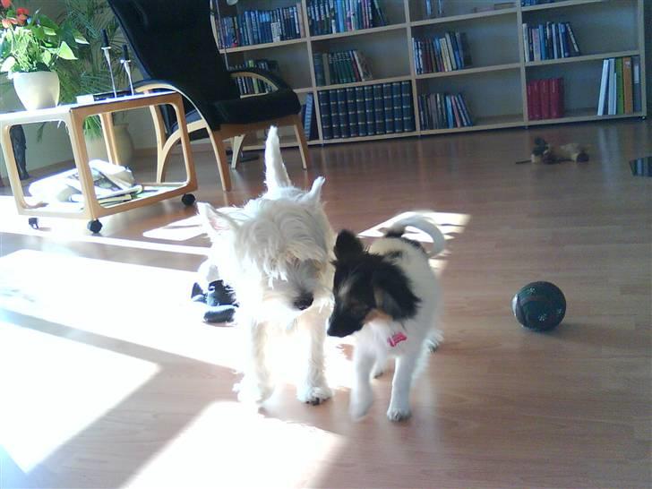 Papillon Good Gracious / Signe<'3 - Mille og Signe leger :D billede 19