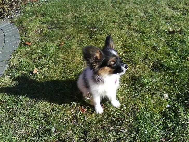 Papillon Good Gracious / Signe<'3 - Dejlig luft ude i haven =D billede 20