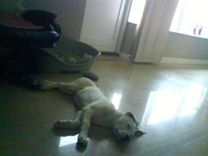 Amerikansk bulldog Coda  *solgt* - Ligger foran pjesen og slapper af billede 1