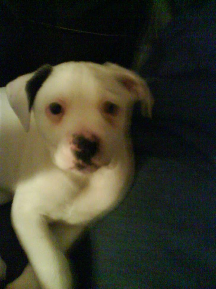 Amerikansk bulldog Coda  *solgt* - Den dag vi fik Coda hjem :) billede 2