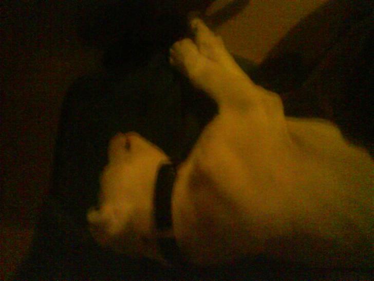 Amerikansk bulldog Coda  *solgt* - Man må siger han faldet godt til allerede den første aften billede 3