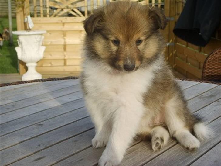 Shetland sheepdog Palmestranden's Citha billede 1