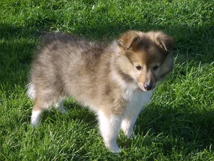 Shetland sheepdog Palmestranden's Citha billede 2