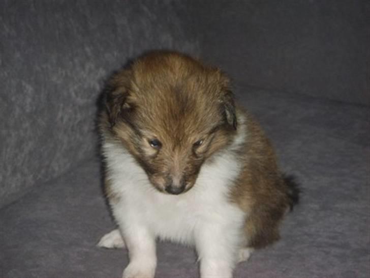 Shetland sheepdog Palmestranden's Citha billede 3