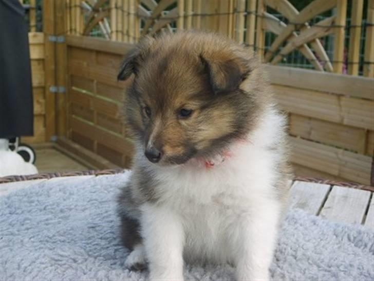 Shetland sheepdog Palmestranden's Citha billede 4
