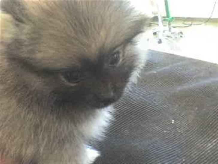 Pomeranian Lindgreen's Fiona - Efter bad<3 billede 15