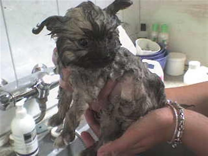 Pomeranian Lindgreen's Fiona - I bad ;) billede 16