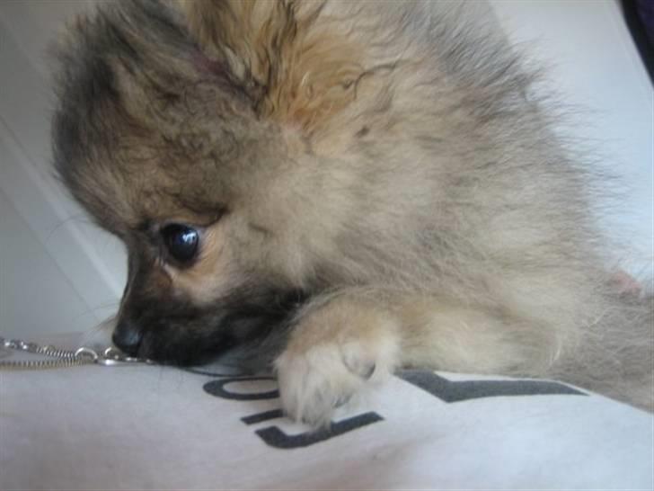 Pomeranian Lindgreen's Fiona - Første dag med mor og far<3 billede 17