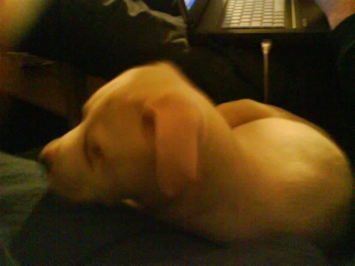 Amerikansk bulldog Coda  *solgt* - sidder ved far og hygger  billede 4