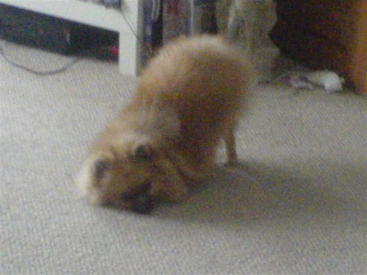 Pomeranian Lindgreen's Fiona - har vist glemt bagdelen også skal ned at ligge ?! billede 18