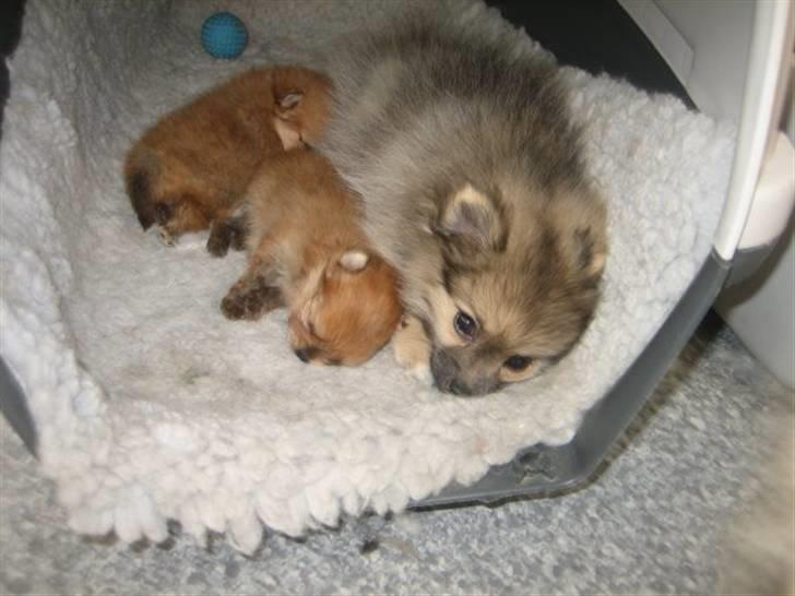 Pomeranian Lindgreen's Fiona - mig sammen med de to 3 uger gamle tøser.. :) billede 19