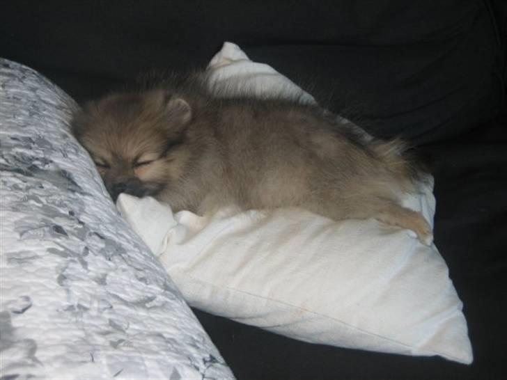 Pomeranian Lindgreen's Fiona - Lige kommet hjem til min nye familie.<3  billede 20