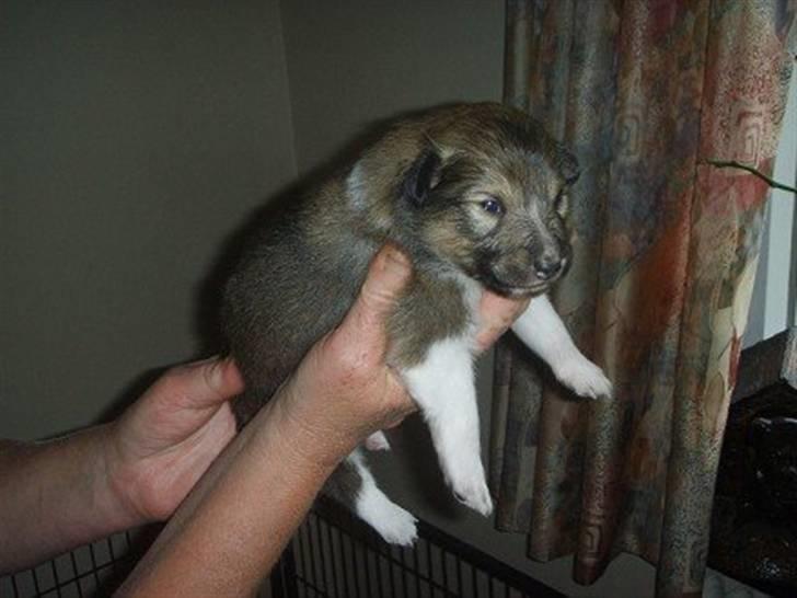 Shetland sheepdog Palmestranden's Citha billede 5