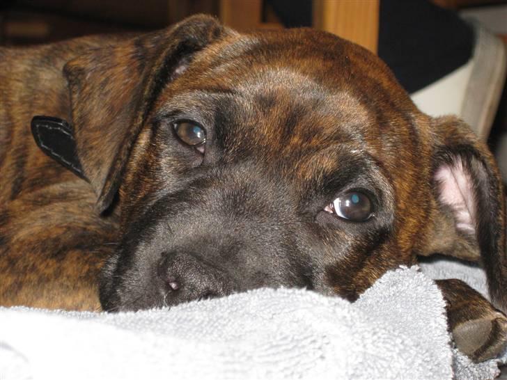 Blanding af racer Kita billede 3