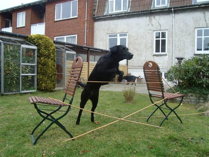 Blanding af racer Tøzzen - Her Springer hun ca. 80-85 cm. billede 17