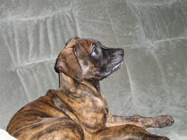 Blanding af racer R.I.P Tarzan billede 1