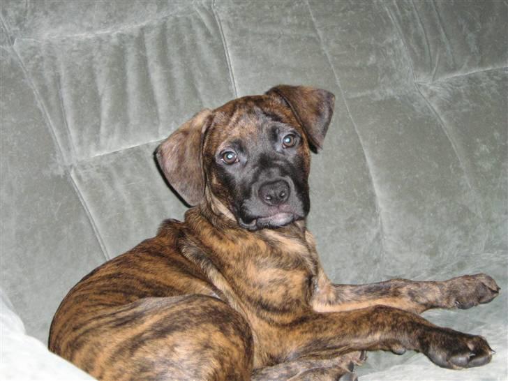 Blanding af racer R.I.P Tarzan billede 2